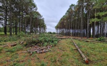 Se realiza tala de árboles en terrenos de la chacra municipal que serán destinados a viviendas