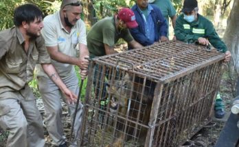 Trasladaron al león, jaguar y otros animales desde el ZOO de Salto hacia el Bioparque de Durazno