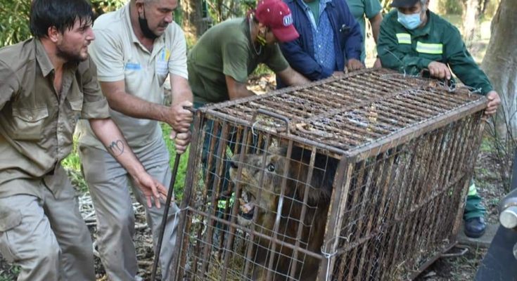 Trasladaron al león, jaguar y otros animales desde el ZOO de Salto hacia el Bioparque de Durazno