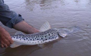 Informe de CARU: Programas de conservación para la fauna íctica en el Río Uruguay