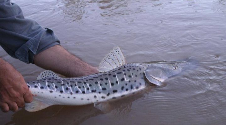 Informe de CARU: Programas de conservación para la fauna íctica en el Río Uruguay