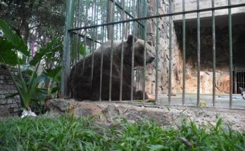 Trasladaron a la osa Eva al Bioparque Washington Rodríguez Piquinela de Durazno