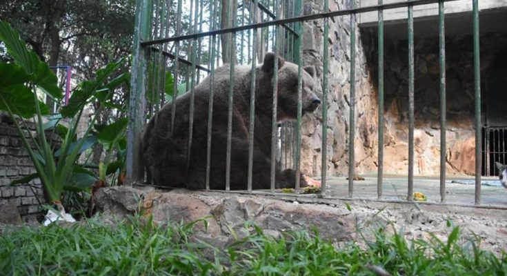 Trasladaron a la osa Eva al Bioparque Washington Rodríguez Piquinela de Durazno