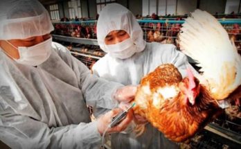 China detecta el primer caso mundial de gripe aviar H10N3 en humanos