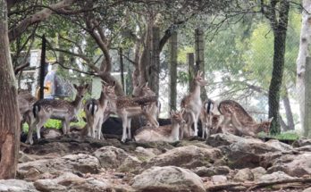 Trasladan animales del Zoológico de Salto a la reserva “La India” en el departamento de Florida