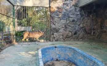 Fue capturado el ciervo axis que se había escapado del ex Zoológico de Salto