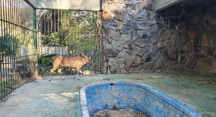 Fue capturado el ciervo axis que se había escapado del ex Zoológico de Salto