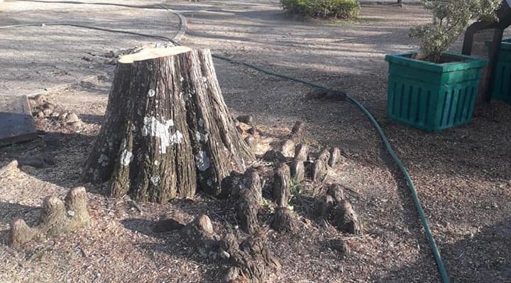 Realizan corte y retiro de troncos y raíces de los cipreses en plaza Artigas