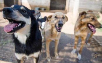 PRODEA aclara que necesita adopciones responsables para poder recibir nuevos perros