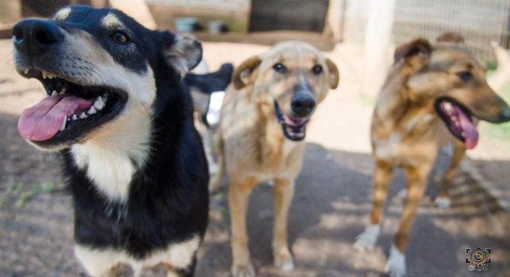 PRODEA aclara que necesita adopciones responsables para poder recibir nuevos perros