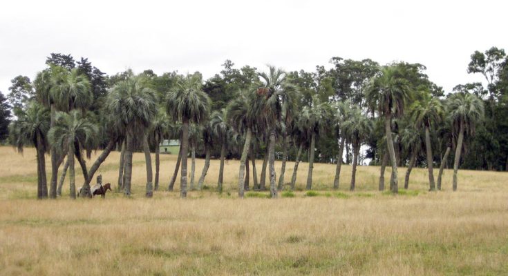 Los corrales de palmas de Rocha y el origen del manejo ganadero en Uruguay