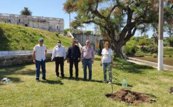 265 años del inicio del proceso de fundación de la ciudad de Salto: Plantaron un árbol guaviyú en plaza 1° de mayo