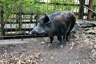 Trasladan jabalíes del ex Zoológico de Salto a un espacio más adecuado a sus necesidades