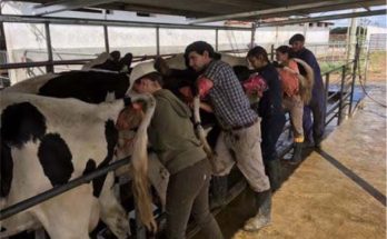 Curso presencial en sede Udelar Paysandú  sobre Inseminación Artificial en Bovinos