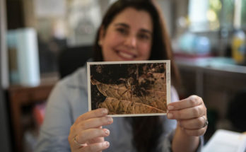 Trabajo estudia el comportamiento de una araña lobo de los pastizales uruguayos