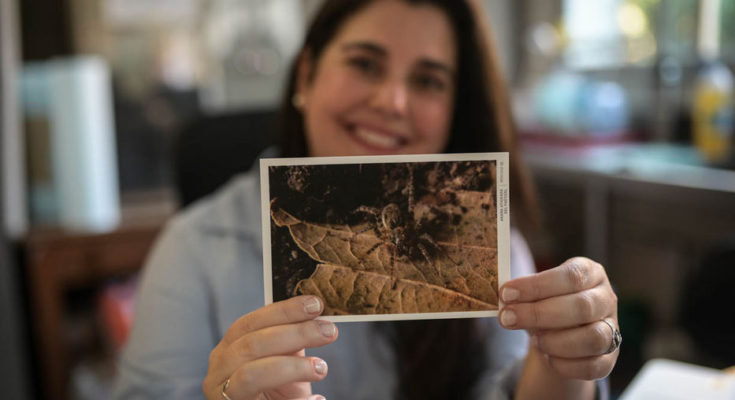 Trabajo estudia el comportamiento de una araña lobo de los pastizales uruguayos