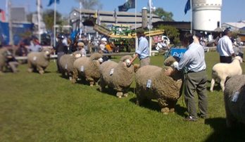 El Salto Ovino se realizará los días cinco, seis y siete de agosto en el predio de la Asociación Agropecuaria