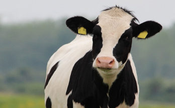 Intendencia de Salto inicia proyecto para potenciar la cadena de valor del sector lechero