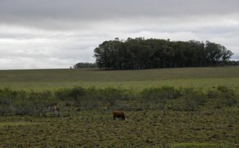 BROU posterga por seis meses vencimiento de deudas a productores