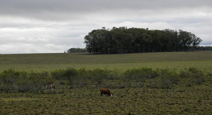 BROU posterga por seis meses vencimiento de deudas a productores