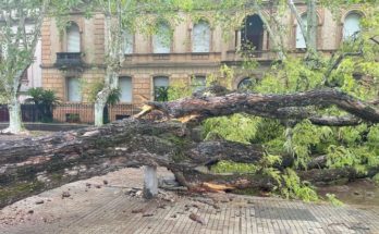 Familias asistidas y árboles caídos en diferentes zonas de la ciudad como resultado de los fuertes vientos y lluvia del miércoles