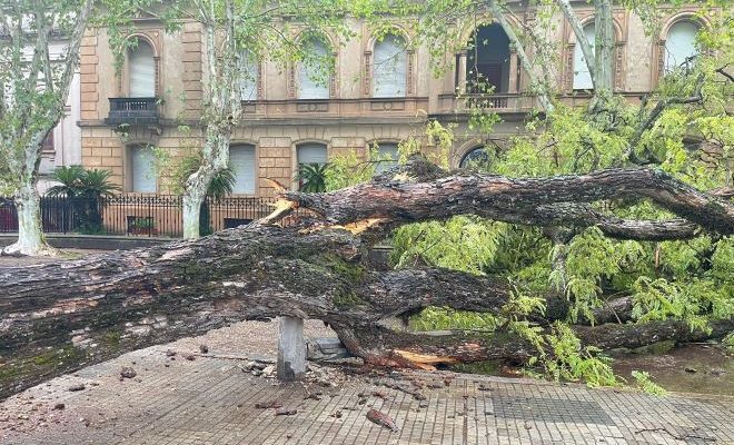 Familias asistidas y árboles caídos en diferentes zonas de la ciudad como resultado de los fuertes vientos y lluvia del miércoles