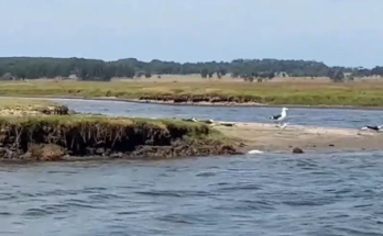 Gobierno suspendió venta y transporte de aves silvestres