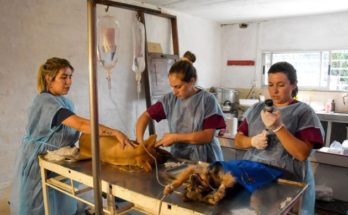 Intendencia e INBA continúan con las castraciones caninas gratuitas