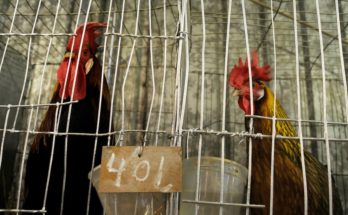 MGAP: confirman la presencia de Influenza Aviar H5 en gallinas y otras aves de corral muertas halladas en Tacuarembó
