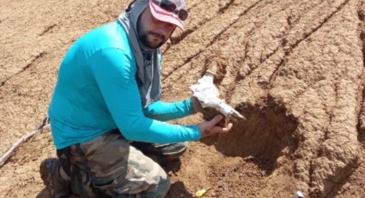 Hallan en Salto asta de un gran ciervo de 30.000 años