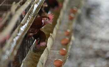San José: foco de gripe aviar en predio con más de 100 gallinas