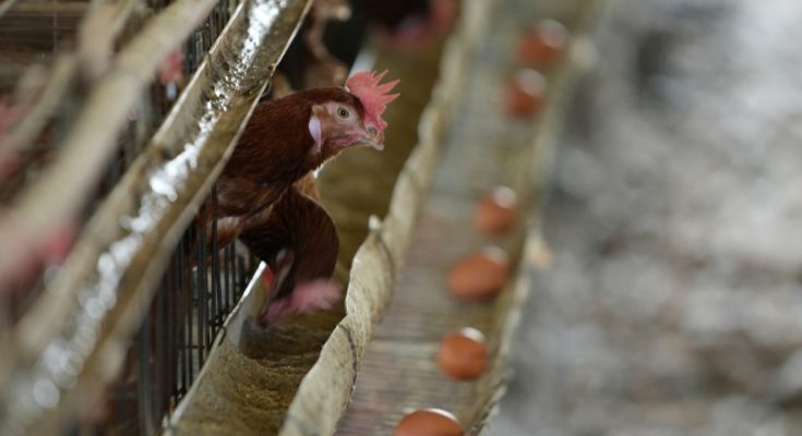 San José: foco de gripe aviar en predio con más de 100 gallinas