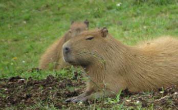 Carpincho que atacó a una niña fue trasladado a una reserva