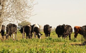 Uruguay inicia nueva instancia de vacunación contra fiebre aftosa a bovinosUruguay inicia nueva instancia de vacunación contra fiebre aftosa a bovinos