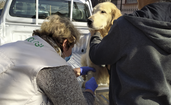 Más de 30.000 collares preventivos de leishmaniasis serán distribuidos para perros en Salto y Bella Unión