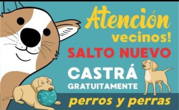 Intendencia e INBA siguen desarrollando el plan de castraciones caninas gratuitas