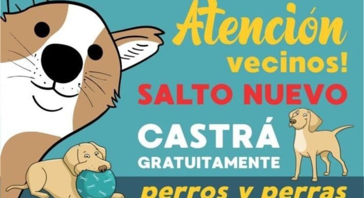 Intendencia e INBA siguen desarrollando el plan de castraciones caninas gratuitas