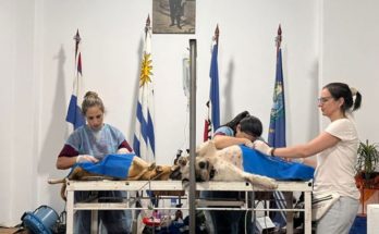 Intendencia e INBA realizan castraciones caninas gratuitas en la Clínica Municipal