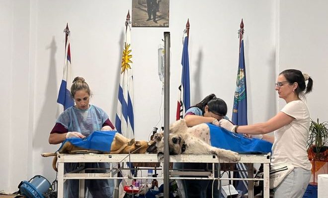 Intendencia e INBA realizan castraciones caninas gratuitas en la Clínica Municipal Intendencia e INBA realizan castraciones caninas gratuitas en la Clínica Municipal