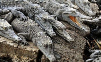 Ciudad china lanza caza de cocodrilos que huyeron durante inundaciones