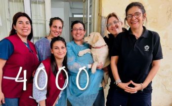 Intendencia de Salto e INBA llegan a cuatro mil castraciones, chipeos y test de leishmaniasis