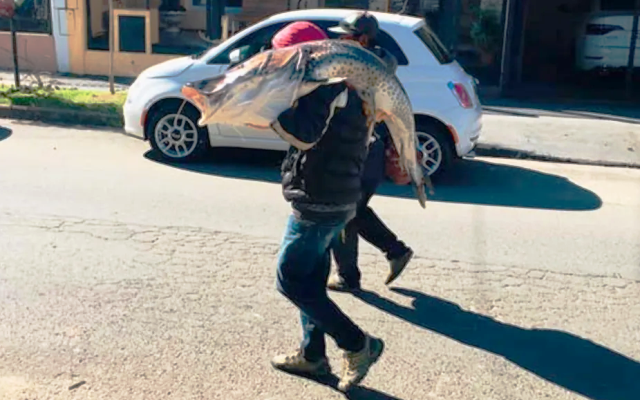 Un pescador de Federación logró pescar un surubí de más de 40 kilos en el río Uruguay y se lo llevó al hombro a su casa Un pescador de Federación logró pescar un surubí de más de 40 kilos en el río Uruguay y se lo llevó al hombro a su casa