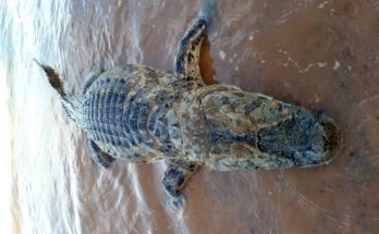 Un enorme yacaré apareció muerto a orillas del lago de Salto Grande