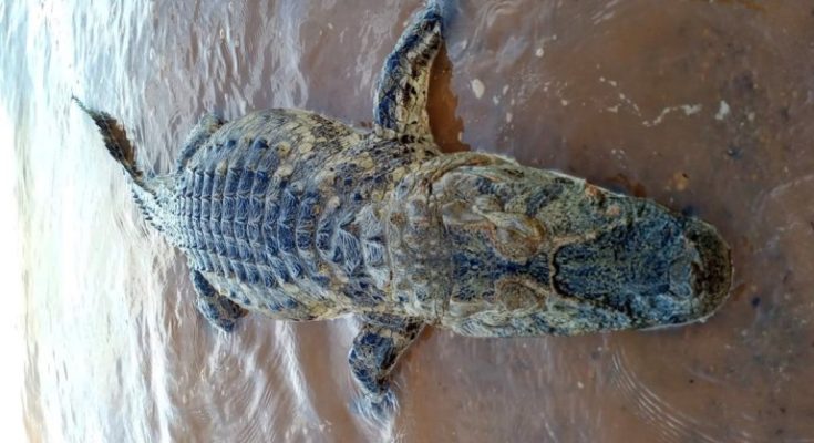 Un enorme yacaré apareció muerto a orillas del lago de Salto Grande Un enorme yacaré apareció muerto a orillas del lago de Salto Grande