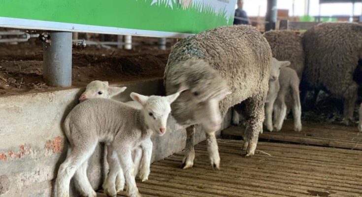 Se viene un Salto Ovino gigante del 3 al 5 de noviembre