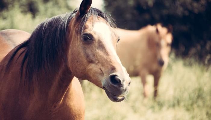 MSP tipificó virus detectado en las muestras positivas de encefalitis equina tomadas en Salto