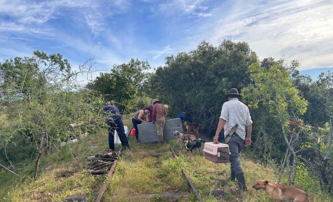 Intendencia de Salto realizó castraciones en zona de difícil acceso en cercanía al Río Arapey