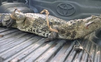 Capturaron un yacaré de gran tamaño en la ciudad de Salto