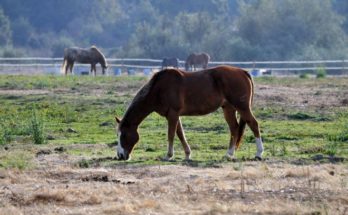 Se confirmó el primer caso de encefalitis equina en una persona residente del departamento de San José