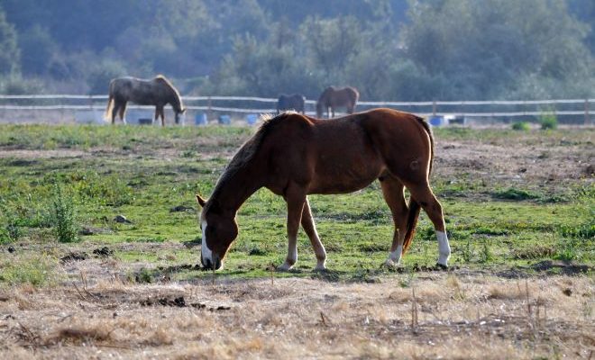 Se confirmó el primer caso de encefalitis equina en una persona residente del departamento de San José